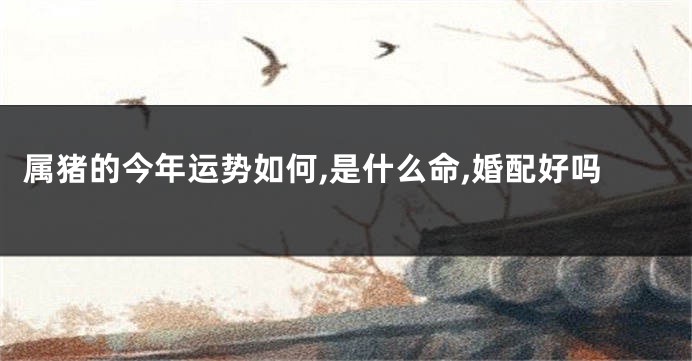 属猪的今年运势如何,是什么命,婚配好吗