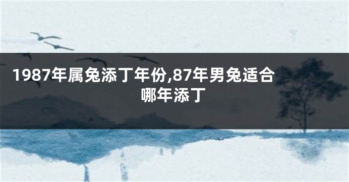 1987年属兔添丁年份,87年男兔适合哪年添丁