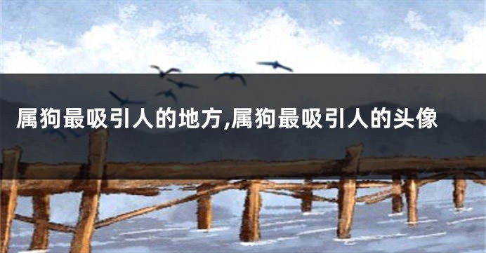 属狗最吸引人的地方,属狗最吸引人的头像