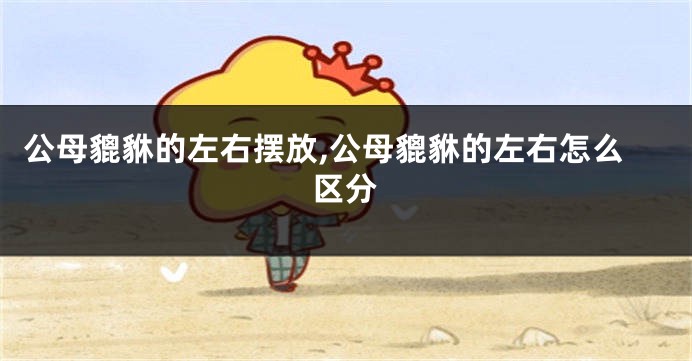 公母貔貅的左右摆放,公母貔貅的左右怎么区分