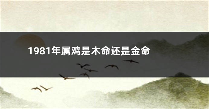 1981年属鸡是木命还是金命 