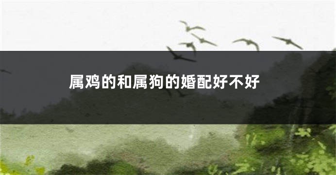 属鸡的和属狗的婚配好不好