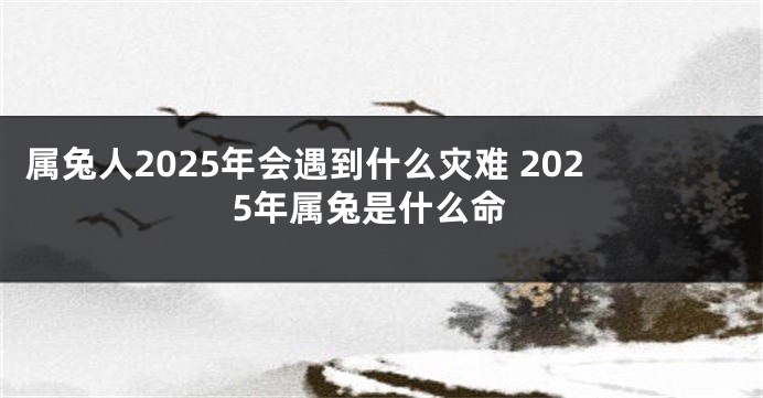 属兔人2025年会遇到什么灾难 2025年属兔是什么命