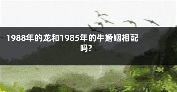 1988年的龙和1985年的牛婚姻相配吗?