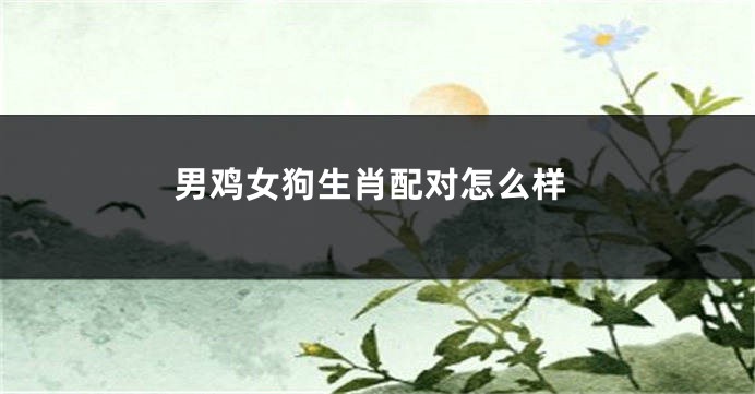 男鸡女狗生肖配对怎么样