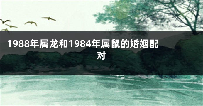 1988年属龙和1984年属鼠的婚姻配对