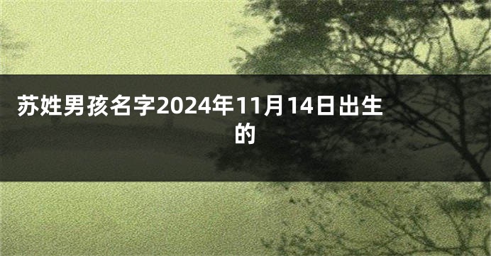 苏姓男孩名字2024年11月14日出生的