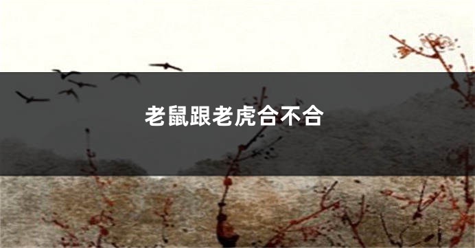 老鼠跟老虎合不合