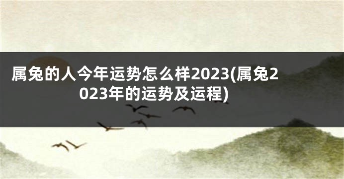 属兔的人今年运势怎么样2023(属兔2023年的运势及运程)
