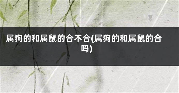 属狗的和属鼠的合不合(属狗的和属鼠的合吗)