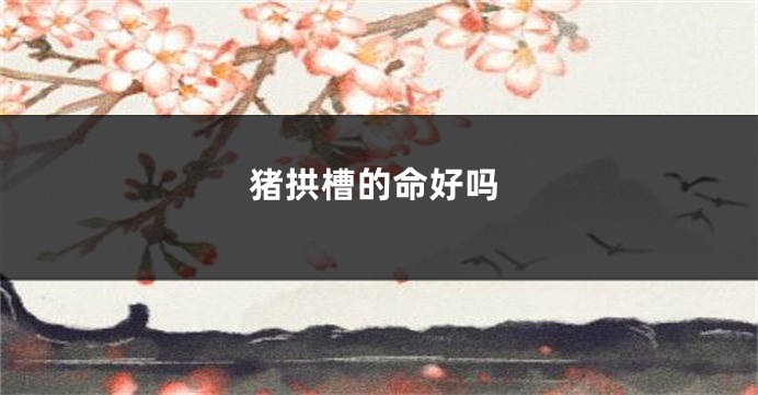 猪拱槽的命好吗